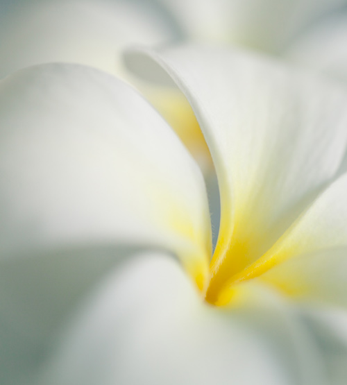 botanicals